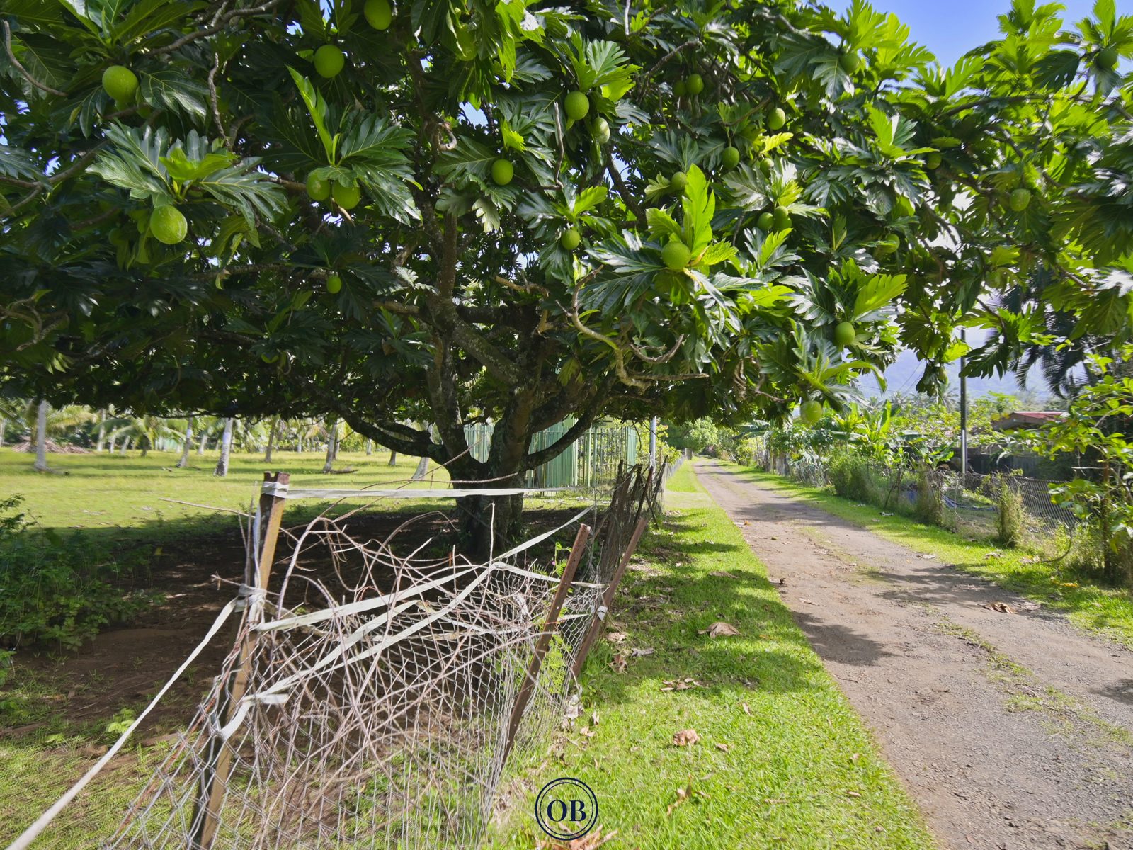 Terrain de 800 m² à Toahotu — Lot 2